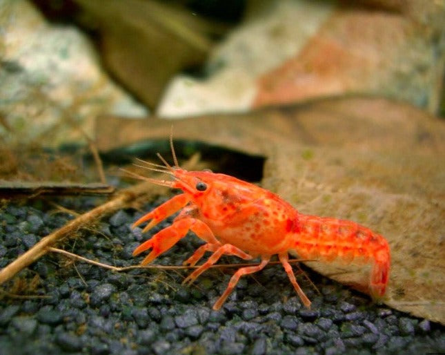 Mexican Mini Orange Lobster