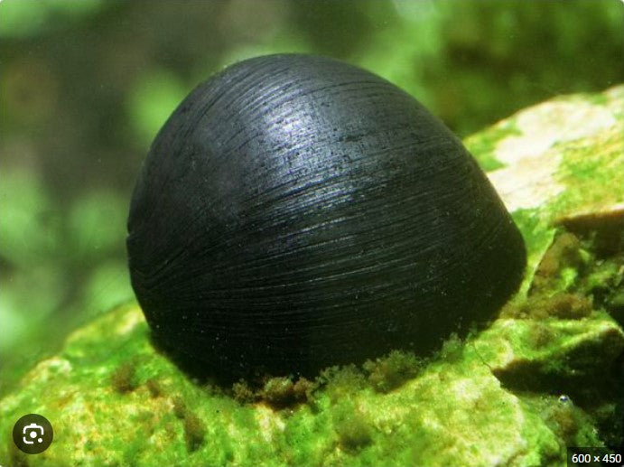 Military Helmet Nerite Snail