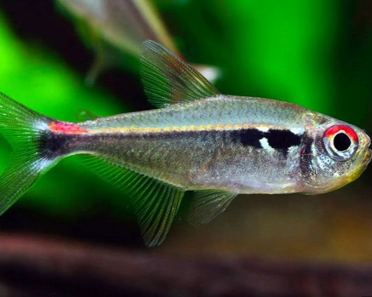 Montag's Tetra