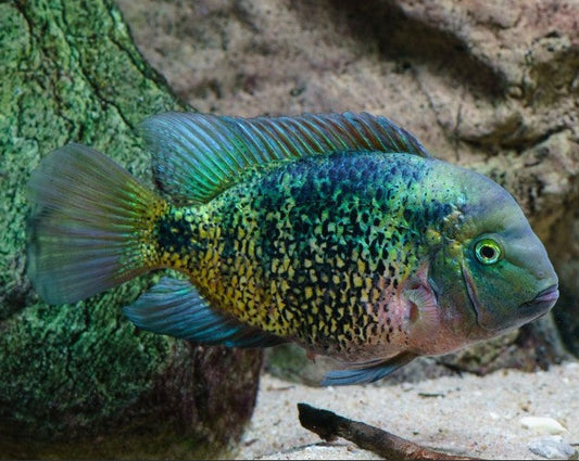 Oscura Heterospila "Monte Cristo Cichlid"