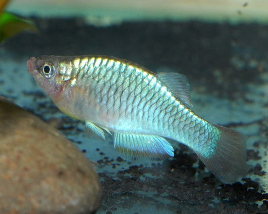 Mt. Nimba Lampeye Killifish