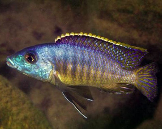 Mylochromis Lateristriga
