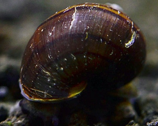 Black Mystery Snail
