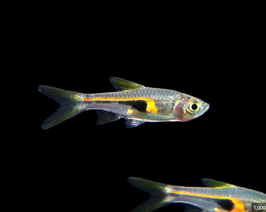 Narrow Wedge Rasbora