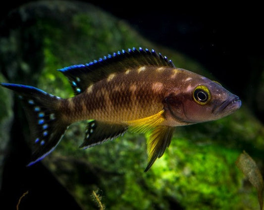 Neolamprologus Buescheri "Striped Lamprologus"