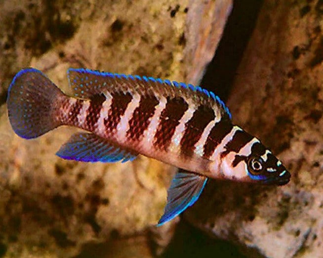 Neolamprologus Cylindricus