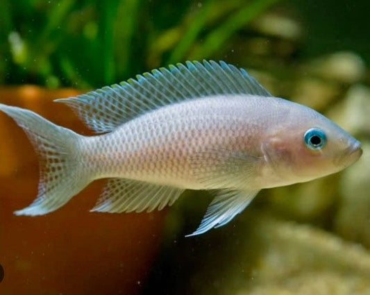 Neolamprologus Gracilis