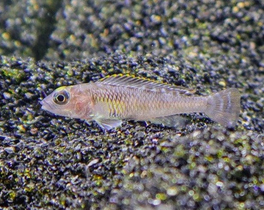 Neolamprologus Signatus