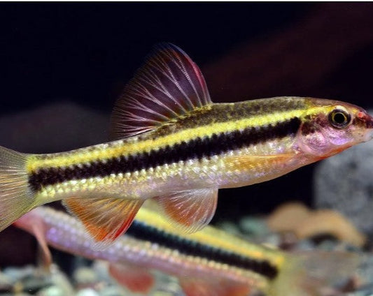 Neon Gold Stripe Shark
