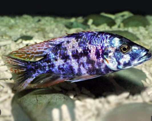 Dimidiochromis Compresscieps "OB Eye Biter"