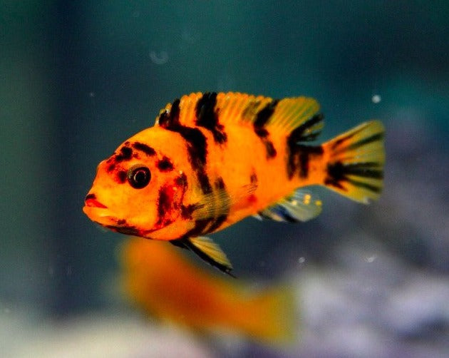Metriaclima Metriaclima Estherae