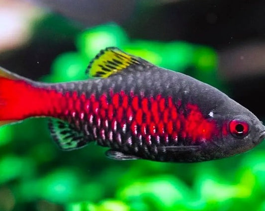 Odessa Barbs