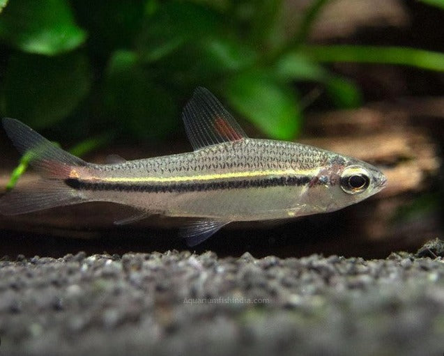 One Line African Tetra