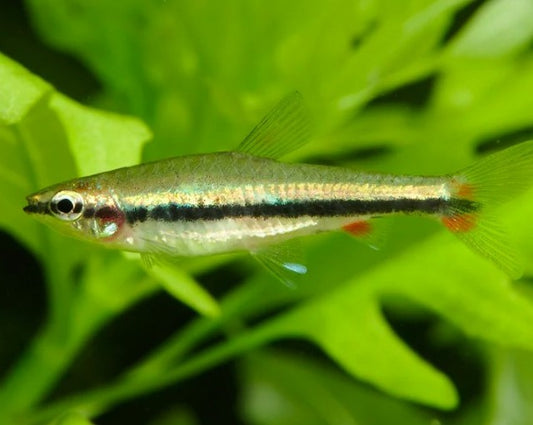 One lined Pencil Fish