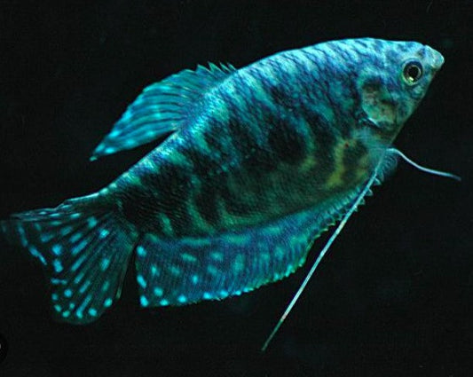 Opaline Gourami