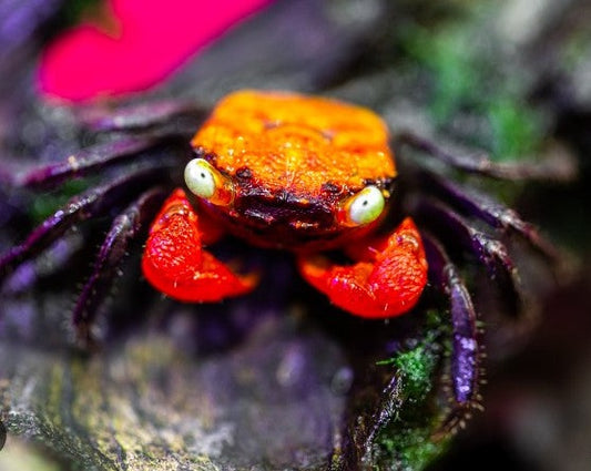 Orange Back Vampire Crab