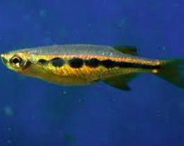 Orange Hatchet Danios