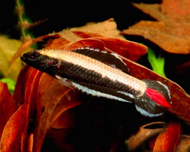 Ornate Licorice Gourami