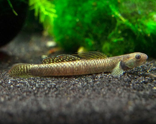Ornate Rainbow Goby