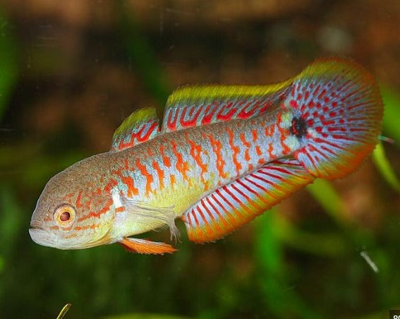 Gujien Fish Peacock Gudgeon – THE EVOLVED FISH