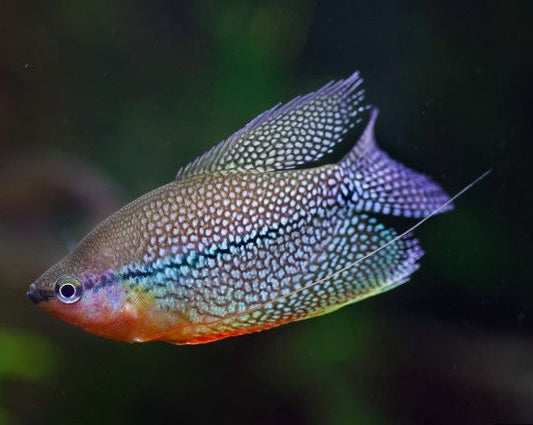 Pearl Gourami