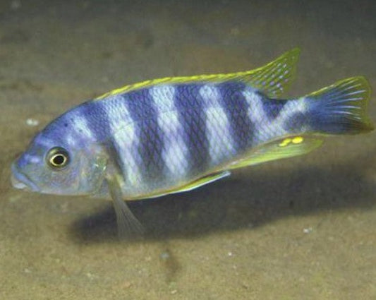 Petrotilapia "Thick Bar Chitimba"
