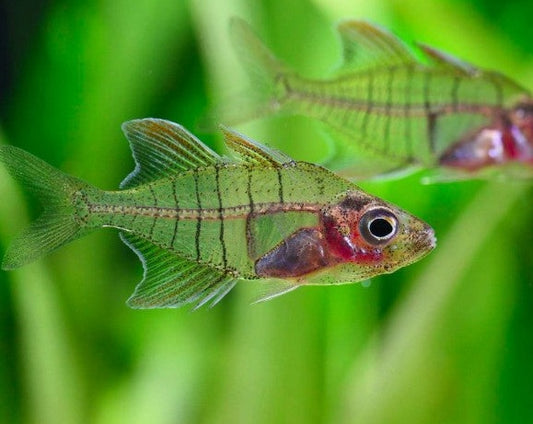 Phoenix Glass Fish