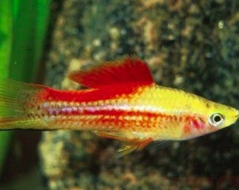 Pineapple Swordtail