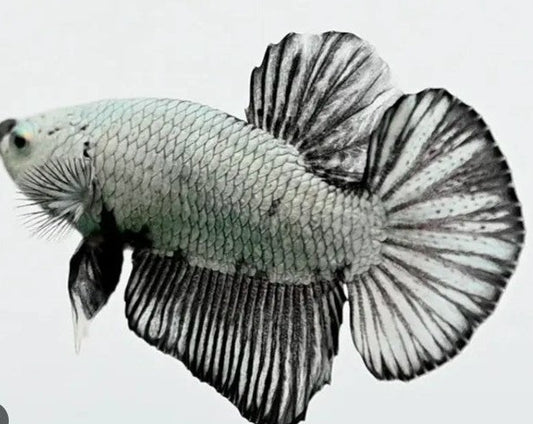 Plakat Black Dragon Male Betta