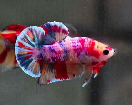 Plakat Emerald Candy Male Betta