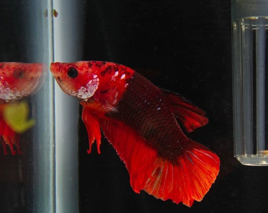 Plakat Fancy Dragon Male Betta