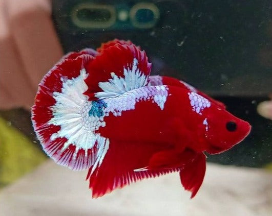 Plakat Hellboy Male Betta