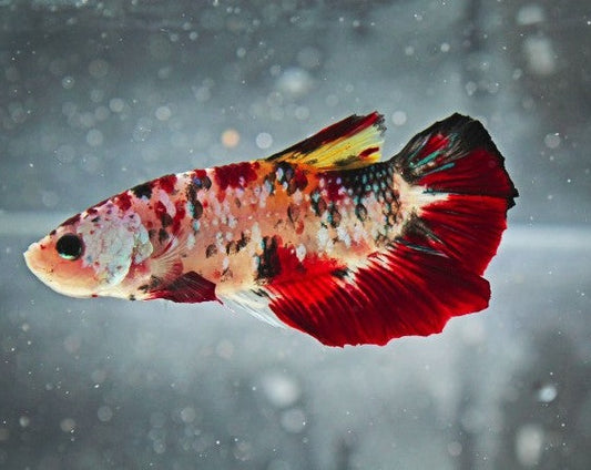 Plakat Koi Male Betta