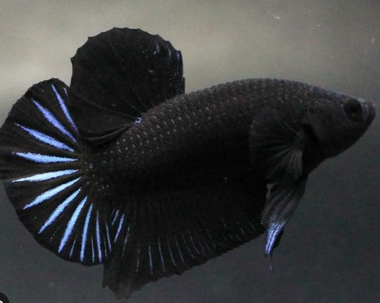 Plakat Super Black Male Betta