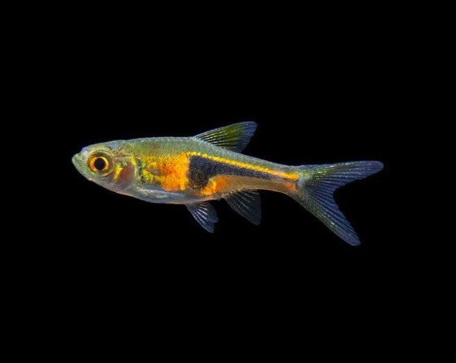 Pork Chop Rasbora – THE EVOLVED FISH