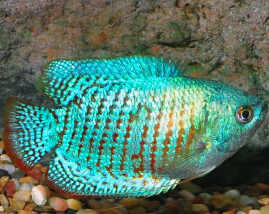 Male Powder Blue Dwarf Gourami