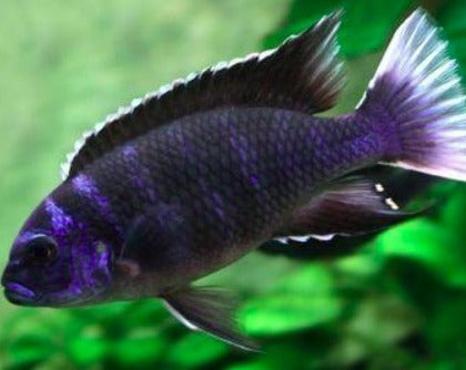 Pseudotropheus "Acei White Tail"