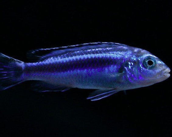 Pseudotropheus "Electric Blue Johanni"