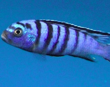 Pseudotropheus "Elongatus Ornatus"