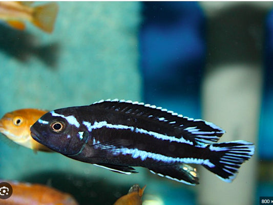 Pseudotropheus "Johanni"
