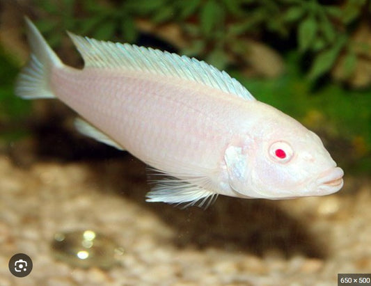 Pseudotropheus "Socolofi Snow White"
