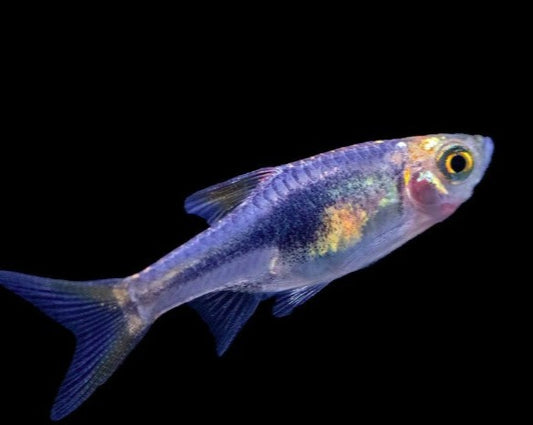 Purple Harlequin Rasbora