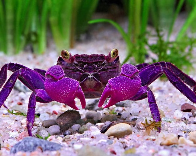 Purple Vampire Crab