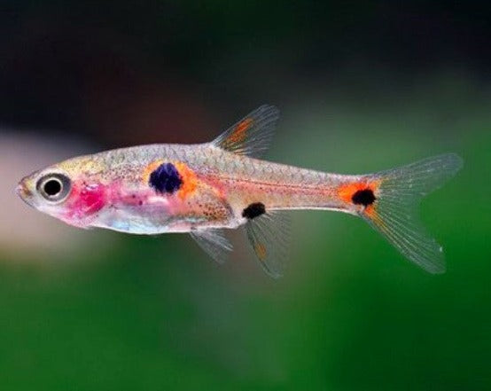 Pygmy Spotted Rasbora – THE EVOLVED FISH