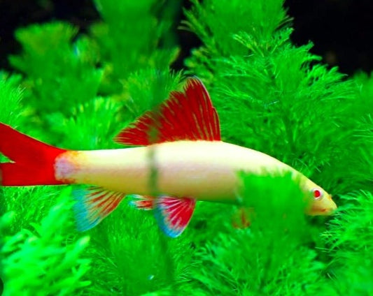 Rainbow Albino Sharks