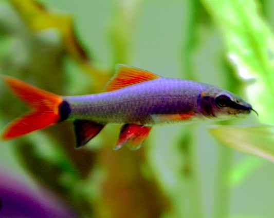 Rainbow Shark