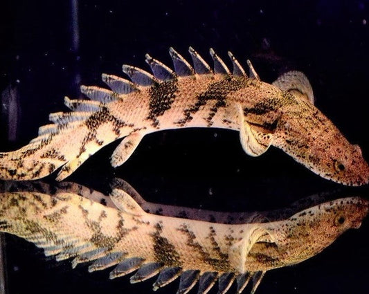 Red Bichir
