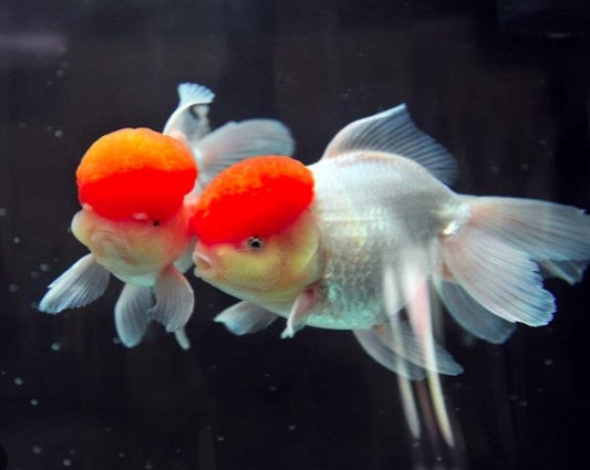 Red Cap Oranda Goldfish