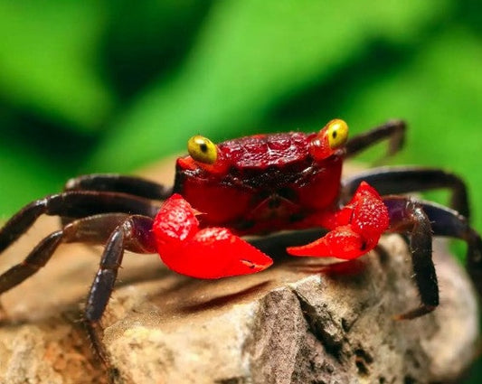 Red Carnival Crab