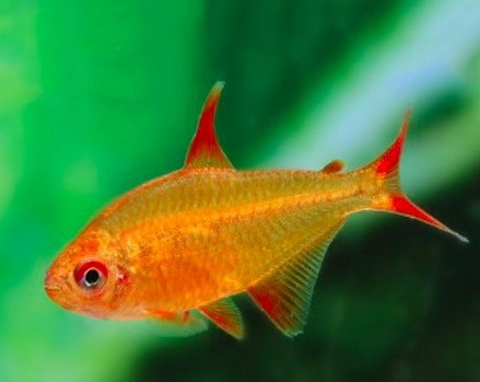 Red Cherry Tetra